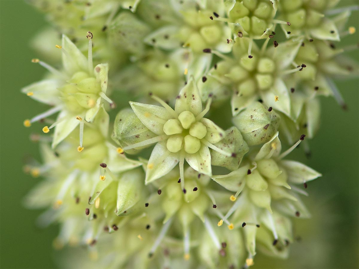 Hylotelephium maximum